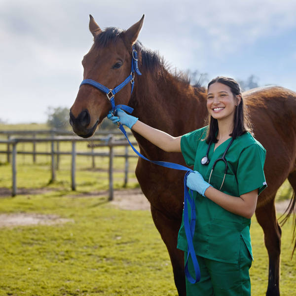 Animal Husbandry Shot Of A Young Veterinarian with Horse (Animal Husbandry)